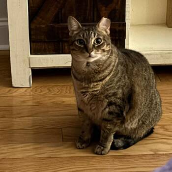 Domestic Short Hair Cats Available for Adoption - Snow | PetCurious