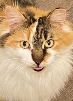 Domestic Long Hair Cats Available for Adoption in Emerald Isle, North Carolina - Runner | PetCurious