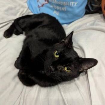 Salem Craftsman -  Domestic Short Hair Cat for Adoption in Tipp City, Ohio - Salem Craftsman | PetCurious