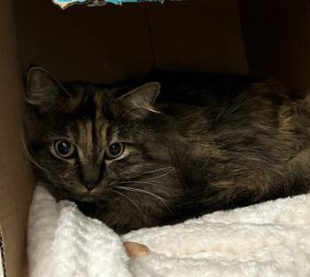 Domestic Long Hair Cats Available for Adoption in Stratham, New Hampshire - Mittens (companion To Finn) | PetCurious