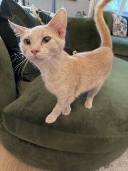 Sorbet -  Domestic Short Hair Cat Available for Adoption in Union Grove, Wisconsin - Sorbet | PetCurious