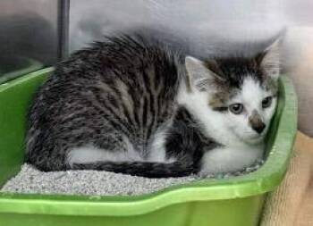 Domestic Short Hair Cats Available for Adoption in Fishers, Indiana - Lilo | PetCurious
