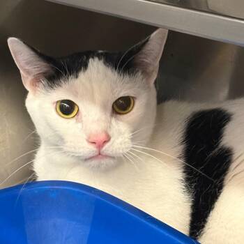 Domestic Short Hair Cats Available for Adoption - Fievel | PetCurious