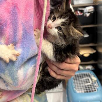 Pinky -  Domestic Long Hair Cat Available for Adoption in Pennsville Township, New Jersey - Pinky | PetCurious