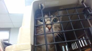 Domestic Short Hair Cats Available for Adoption in Oklahoma City, Oklahoma - A474075 | PetCurious