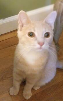 Rescue Domestic Short Hair Cats for Adoption in Dayton, Ohio - Barret | PetCurious