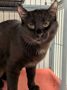 Domestic Short Hair Cats Available for Adoption - Harold | PetCurious