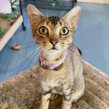 Maple -  Abyssinian Cat for Adoption in Liverpool, Texas - Maple | PetCurious