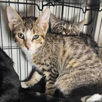 Savannah -  Domestic Short Hair Cat for Adoption in Saginaw, Michigan - Savannah | PetCurious