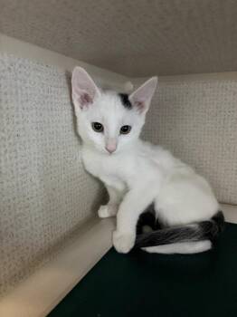 Caramel Apple -  Domestic Short Hair Cat for Adoption in Fort Collins, Colorado - Caramel Apple | PetCurious