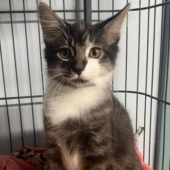 Joey -  Domestic Medium Hair Cat for Adoption in Spencer, Indiana - Joey | PetCurious