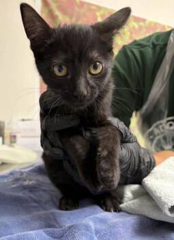 Alexander -  Domestic Short Hair Cat for Adoption in San Antonio, Texas - Alexander | PetCurious