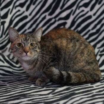 Ari -  Domestic Short Hair Cat for Adoption in Wheaton, Illinois - Ari | PetCurious