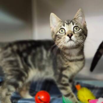 Butter Bean -  Domestic Short Hair Cat for Adoption in Windsor, Virginia - Butter Bean | PetCurious