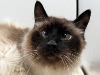 Domestic Long Hair Cats Available for Adoption in Portland, Oregon - Winston | PetCurious