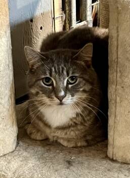 Rescue Domestic Short Hair Cats for Adoption in Bolton, Connecticut - Roman | PetCurious