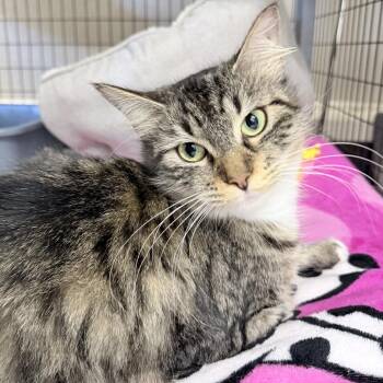 Domestic Medium Hair Cats Available for Adoption in Medford, Oregon - Mae | PetCurious