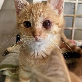 Jilly -  Domestic Short Hair Cat for Adoption in Volcano, Hawaii - Jilly | PetCurious