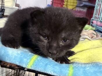 Domestic Medium Hair Cats Available for Adoption in Virginia Beach, Virginia - Wynne | PetCurious