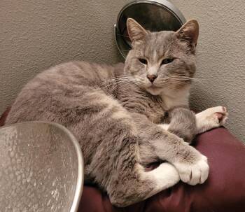 Domestic Short Hair Cats Available for Adoption in Pendleton, Oregon - Blue Timber | PetCurious