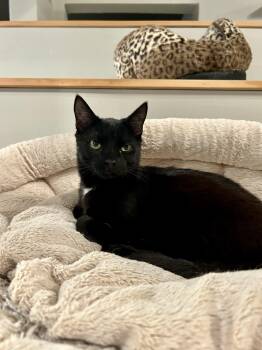 Domestic Short Hair Cats Available for Adoption in Dayton, Ohio - Carl | PetCurious