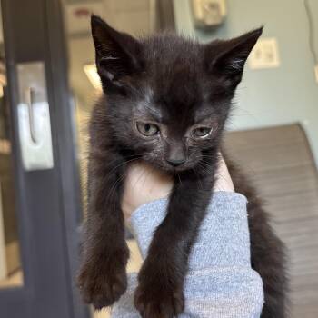 Lagoon -  Domestic Short Hair Cat for Adoption in Naperville, Illinois - Lagoon | PetCurious