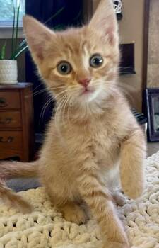 Elmo -  Domestic Short Hair Cat Available for Adoption in Westfield, New Jersey - Elmo | PetCurious