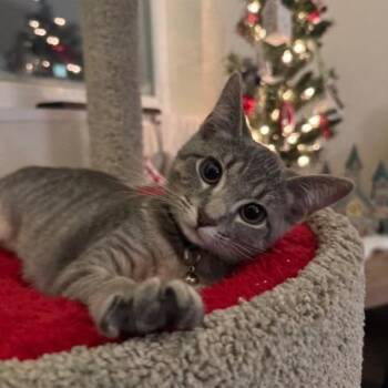 Manx Cats Available for Adoption - Matilda--In Foster | PetCurious