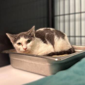 Horton Hears Whovilles -  Domestic Short Hair Cat for Adoption in Davenport, Iowa - Horton Hears Whovilles | PetCurious