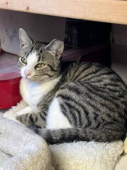 Jack -  Domestic Short Hair Cat for Adoption in Akron, Ohio - Jack | PetCurious