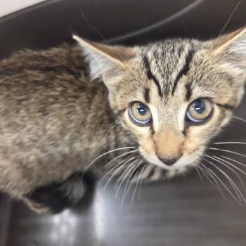 Ronald -  Domestic Short Hair Cat for Adoption in Chattanooga, Tennessee - Ronald | PetCurious