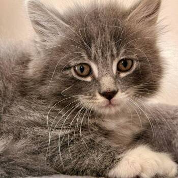 Domestic Long Hair Cats Available for Adoption in Woodstock, Virginia - Saffron | PetCurious