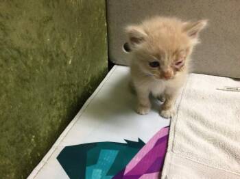 Domestic Short Hair Cats Available for Adoption in Riverside, California - SILK | PetCurious