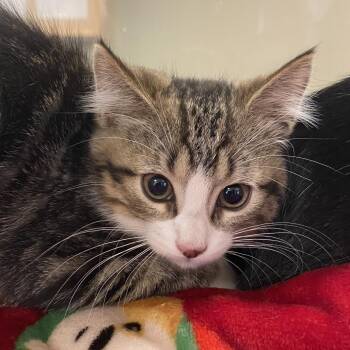 Daisy (26-3V-2) -  Domestic Short Hair Cat for Adoption in Rifle, Colorado - Daisy (26-3V-2) | PetCurious