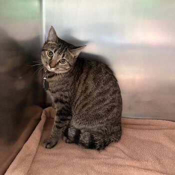 Domestic Short Hair Cats Available for Adoption - Ginger | PetCurious