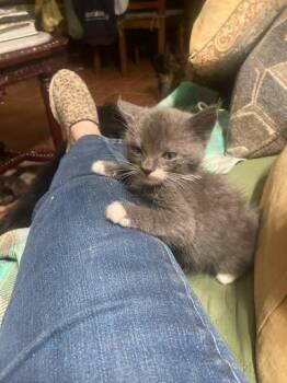 Collette -  Domestic Long Hair and Domestic Short Hair Cat for Adoption in Picayune, Mississippi - Collette | PetCurious