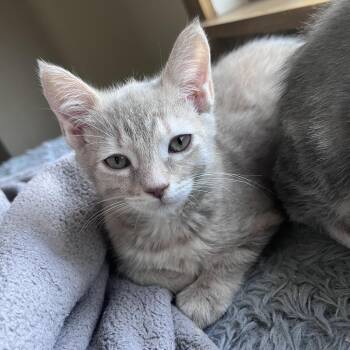 Sable -  Domestic Short Hair Cat for Adoption in Pleasanton, California - Sable | PetCurious