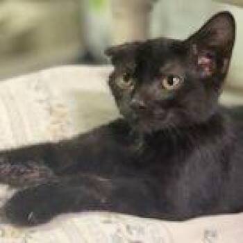 Rescue Domestic Short Hair Cats for Adoption in Portsmouth, Ohio - Callista | PetCurious