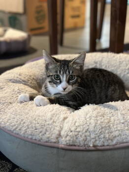 Rescue Domestic Short Hair Cats for Adoption in Cincinnati, Ohio - Wafer | PetCurious