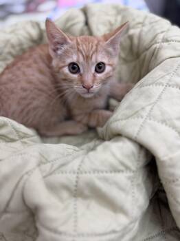Pixie -  Domestic Short Hair Cat for Adoption in Sonora, California - Pixie | PetCurious