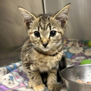 Rainbow Kitten Surprise -  Domestic Short Hair Cat for Adoption in Gloucester, Virginia - Rainbow Kitten Surprise | PetCurious