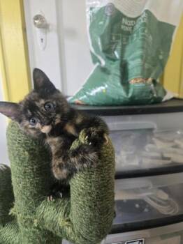 Pin -  Domestic Short Hair Cat for Adoption in Liverpool, Texas - Pin | PetCurious
