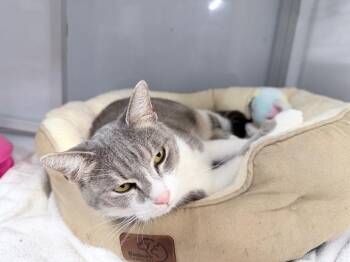 Aurorus -  Domestic Short Hair Cat for Adoption in Raleigh, North Carolina - Aurorus | PetCurious