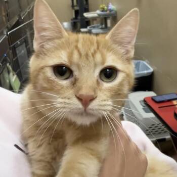 Maple -  Domestic Short Hair Cat for Adoption in Hemet, California - Maple | PetCurious
