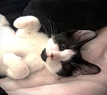 Dew Drop -  Domestic Short Hair Cat for Adoption in Fort Myers, Florida - Dew Drop | PetCurious