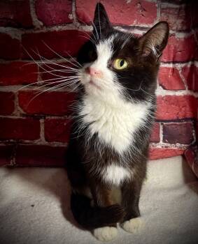 Rescue Domestic Short Hair Cats for Adoption in Pittsfield, Illinois - Kitten 2 | PetCurious