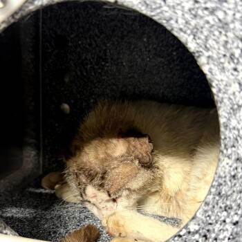 Domestic Short Hair Cats Available for Adoption in Pauls Valley, Oklahoma - Eazy Money | PetCurious