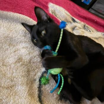 Riley -  Domestic Medium Hair Cat for Adoption in Reno, Nevada - Riley | PetCurious