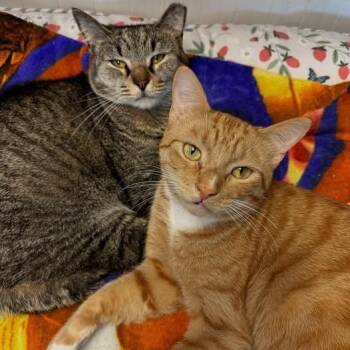 Rescue Domestic Short Hair Cats for Adoption in Mcdonald, Pennsylvania - Blaze & Shirley | PetCurious