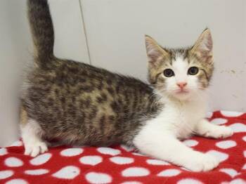 REGINALD -  Domestic Short Hair Cat for Adoption in Sacramento, California - REGINALD | PetCurious